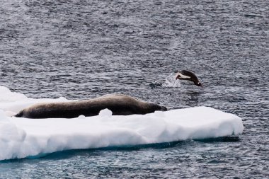 Close-up of a Weddell seal -Leptonychotes weddellii- resting on a small iceberg near the entrance of the Lemaire channel, near the Antarctic peninsula, while a Gentoo penguin -Pygoscelis papua- jumps clipart