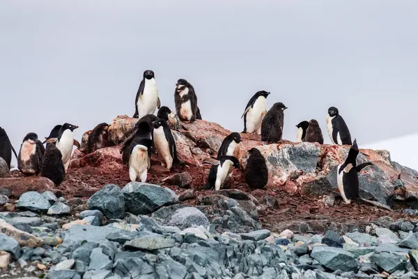 Εντυπωσιασμός Της Αποικίας Adelie Penguin Pygoscelis Adelia Κοντά Στα Νησιά Εικόνα Αρχείου