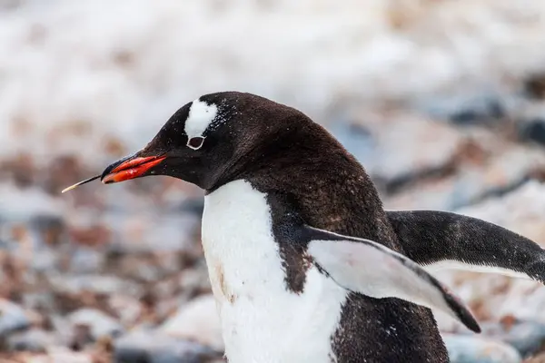 Κοντινό Πλάνο Ενός Gentoo Penguin Pygoscelis Papua Που Κρύβει Ένα Φωτογραφία Αρχείου