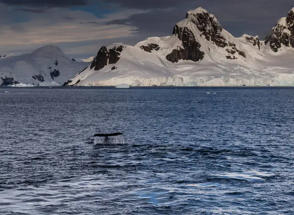 南极半岛格雷厄姆通道附近的座头鲸潜水的印象 — 图库照片