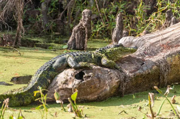 Closeup Alligator Resting Log Louisiana Swamps Just South New Orleans — Stock Photo, Image
