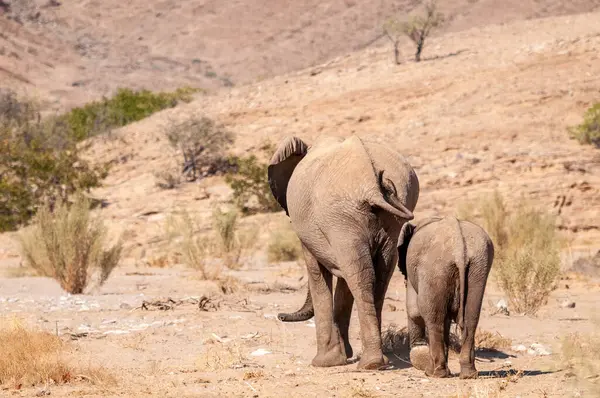 Kuzey Batı Namibya 'da çölde başıboş dolaşan iki Afrika çöl fili Loxodonta Afrikana' nın yakınlaşması..