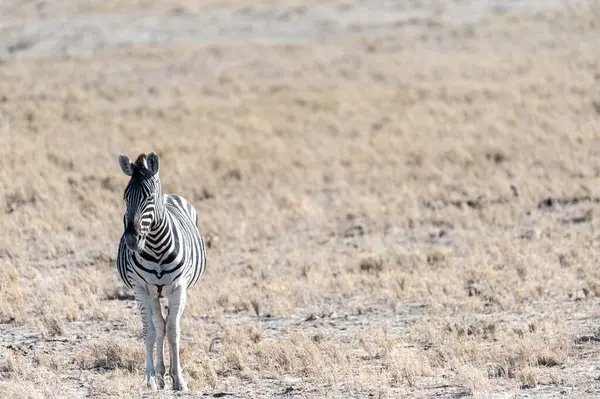 Een Burchells Plains Zebra Equus Quagga Burchelli Staande Vlaktes Van — Stockfoto