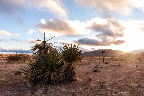 Joshua Tree Ulusal Parkı manzarası, bir kış öğleden sonra çekildi..