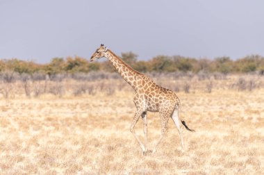 Angolan Zürafaları - Giraffa Zürafaları - Namibya 'daki Etosha Ulusal Parkı düzlüklerinde duruyor..