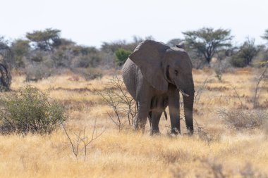 Afrika fili Loxodonta Afrika 'nın Namibya' daki Etosha Ulusal Parkı 'nın düzlüklerinde otlayan dev bir filin telefon çekimi..