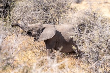 Yetişkin bir Afrika Çöl Fili olan Loxodonta Afrikana Namibya 'daki Etosha Ulusal Parkı ovalarında otluyor..