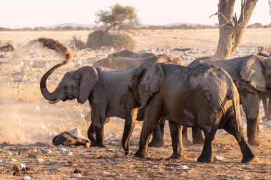 Bir grup pf fili, bir su birikintisinde banyo yaptıktan sonra kendilerini pisliğe buladı. Etosha Milli Parkı, Namibya.