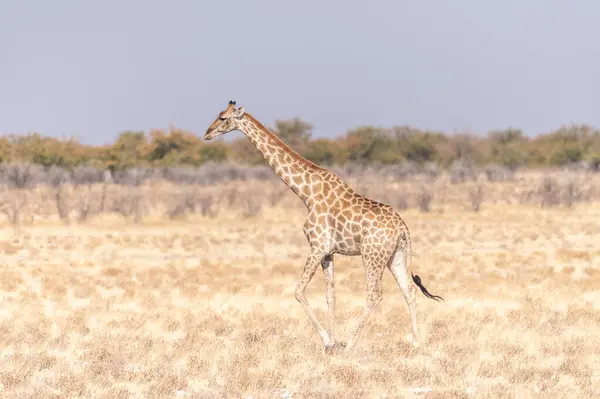 Angolan Giraffes Giraffa Giraffa Angolensis Står Slätten Etosha Nationalpark Namibia — Stockfoto