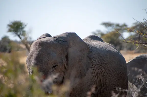 Closeup Adult African Desert Elephant Loxodonta Africana Βόσκηση Στις Πεδιάδες Φωτογραφία Αρχείου
