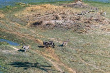 Aerial shot of a herd of Zebras grazing in the Okavango delta wetlands in Botswana.