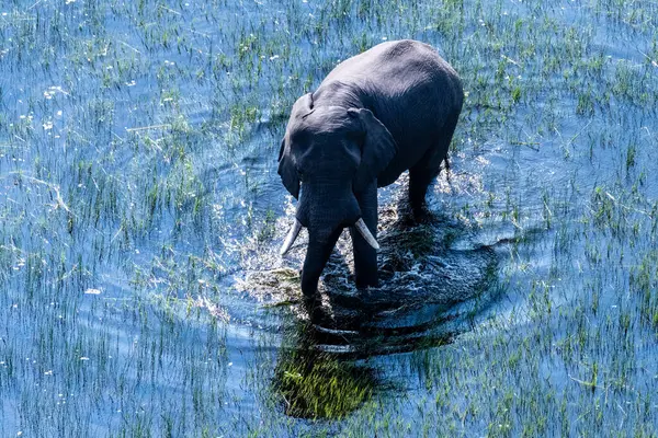 Aerial Telephoto Shot African Elephant Wading Shallow Waters Okavango Delta Стокове Фото