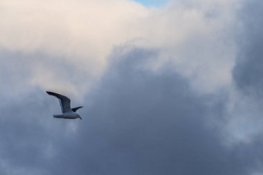 Larus Dominicanus adında bir yosun martısının telefonu Antarktika 'nın buzul dağlarının önünde uçuyor. Cuverville adası yakınlarında Antarktika yarımadası.