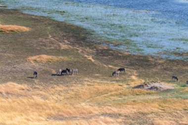 Aerial shot of a herd of Zebras grazing in the Okavango delta wetlands in Botswana.
