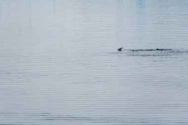 Antarktika 'daki deniz buzları arasında atlayıp yüzen Gentoo Penguenleri -Pygoscelis papuası- grubundan bir telefon. Antarktika Yarımadası.