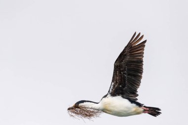 Close-up of an Antarctic Shag -Leucocarbo bransfieldensis- flying low and carrying seaweed in its beak as nesting material, near Fish Islands, on the Antarctic Peninsula clipart