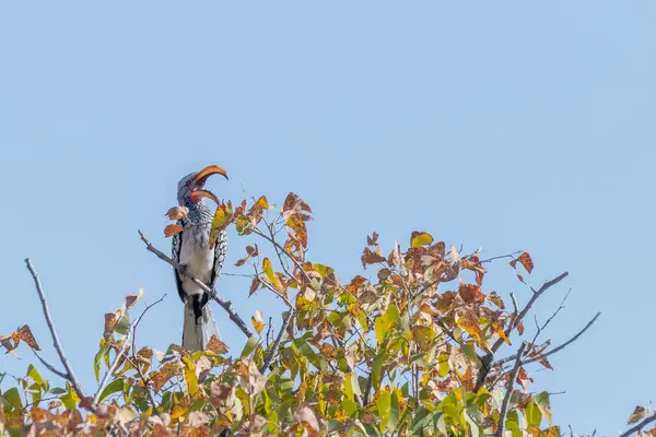 Southern Yellow Billed Hornbill Tockus Leucomelas Sitting Branch Tree —  Fotos de Stock