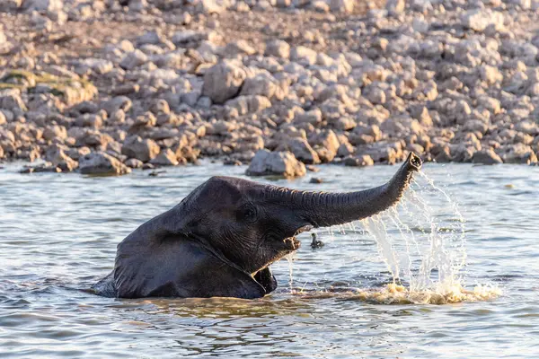 ナミビアのエトーシャ国立公園の水飲み場で入浴しながら楽しむ赤ちゃん象のテレフォト — ストック写真