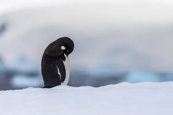 Close Adelie Penguin Pygoscelis Adeliae Standing Iceberg Fish Islands Antarctic — Stock Photo, Image