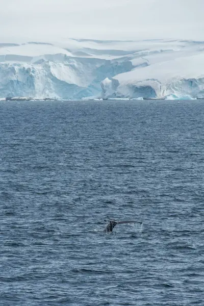 Impression Scenery Anvers Island Antarctic Peninsula Diving Humpback Whale Megaptera — Stockfoto