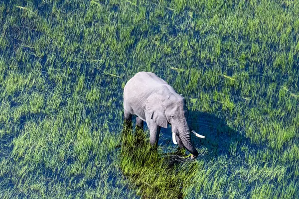 Aerial Telephoto Shot African Elephant Wading Shallow Waters Okavango Delta — Stock Photo, Image
