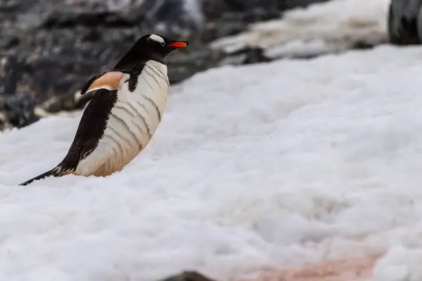 Telefoto Gentoo Penguin Pygoscelis Papua Andando Longo Uma Rodovia Pinguim — Fotografia de Stock