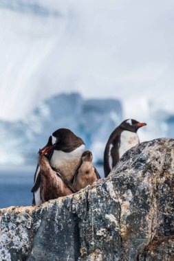 Gentoo Penguen-Pygoscelis Papua 'nın Antarktika yarımadasındaki Cierva Koyu kolonisindeki yavrularıyla yakın çekimi.