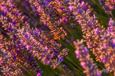 Güney Fransız Bölgesi 'ndeki lavanta tarlasında güneşli bir yaz öğleden sonrası kriketinin ayrıntıları..
