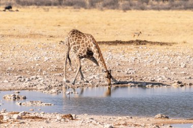 Angolan Zürafaları, Giraffa Zürafaları, Namibya 'daki Etosha Ulusal Parkı' ndaki bir su birikintisinden su içiyorlar..