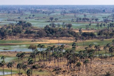 Botswana 'daki Okavango Deltası' nın hava görüntüsü. Helikopterden görüldüğü gibi..