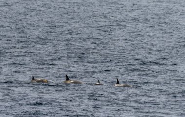 Anvers Adası yakınlarındaki Antarktika yarımadasının sularında yüzen katil balina grubu Orcinus Orca 'nın yakın çekimleri..