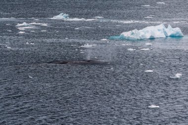 Dalış yapan bir kambur balinanın arkası Megaptera novaeanglia- sırt yüzgeci ve şişme deliği de dahil. Görüntü, Antarktika yarımadasındaki Lemaire kanalının girişinden alınmıştır..