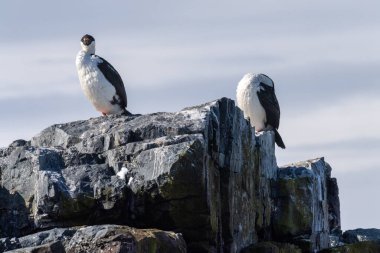 Close-up of an Antarctic Shag -Leucocarbo bransfieldensis- standing on a rock near Mikkelsen Harbour, Trinity Island, on the Antarctic Peninsula clipart