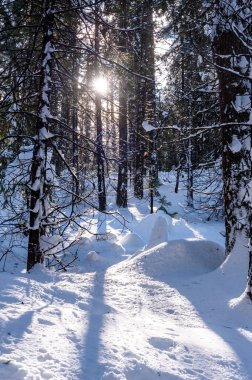 Yosemite Ulusal Parkı 'ndaki Mariposa Korusu' na giden karla kaplı yürüyüş yolunun dışı..