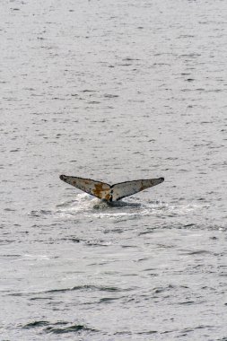 Dalış yapan bir kambur balinanın kuyruğuna yakın plan. Megaptera novaeangliae. Görüntü Graham geçidinde çekildi, Charlotte Körfezi, Antarktika Yarımadası yakınlarında..