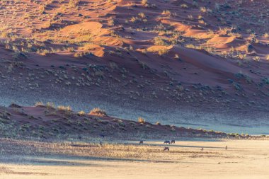 Oryx-Oryx ceylanı sürüsünün telefoto görüntüsü susvlei 'nin etkileyici kırmızı kumullarının arka planında görülüyor..