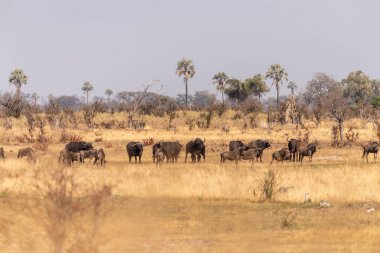 Telephoto shot of a herd of blue wildebeest - Connochaetes taurinus- standing on the Okavango Delta, Botswana.