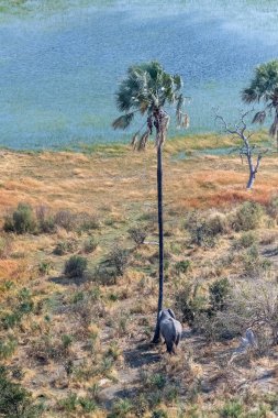 Kafasını ona sürtmek üzere olan bir Afrika filinin palmiye ağacının yanında havadan çekilmiş görüntüsü. Okavango Deltası, Botswana.