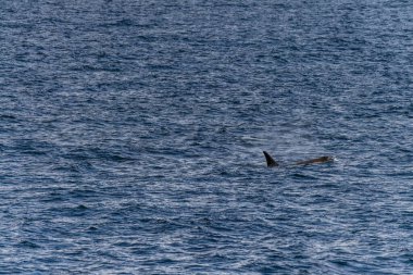 Katil balina Orcinus Orca 'nın yakın çekimi, Anvers Adası yakınlarındaki Antarktika yarımadasının sularında yüzüyor..