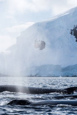 Dalış yapan bir kambur balinanın arkası Megaptera novaeanglia- sırt yüzgeci ve şişme deliği de dahil. Görüntü, Graham geçidinde, Antarktika yarımadasındaki Üçlemeci adasının yakınında çekildi..