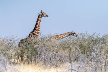 Namibya 'daki Etosha Ulusal Parkı' ndaki ağaçlardan yemek yiyen iki Angolyalı zürafanın telefon görüntüsü..