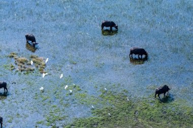 Arial telephoto shot of an African Buffalo -Syncerus caffer- grazing in the Okavango Delta wetlands, Botswana, while a flock of great white egret - Ardea alba- is flying overhead.