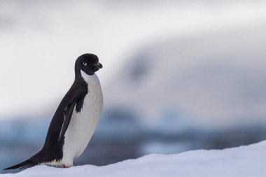 Antarktika Yarımadası 'ndaki balık adalarının yakınlarındaki bir buzdağının üzerinde duran bir Adelie Pengueni' nin yakın çekimi.