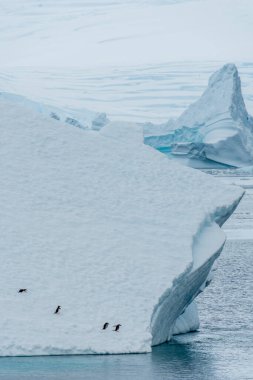 Dört Gentoo Pengueni -Pygoscelis papağanı- Antarktika yarımadasındaki Lemaire kanalında bir buzdağının üzerinde duruyor.