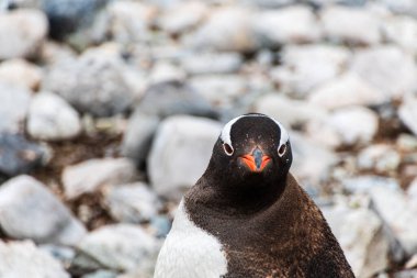 Antarktika Yarımadası 'ndaki Cuverville Adası' nda Gentoo Penguen-Pygoscelis papağanının yakın çekimi.