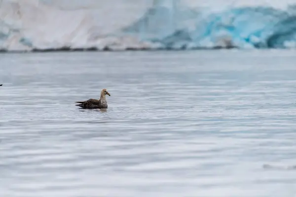 Stock image A southern Giant Petrel -Macronectes giganteus- flies around the Antarctic waters in front of an iceberg