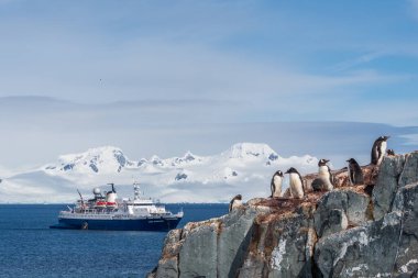 Mikkelsen Limanı, Antarktika Yarımadası - 2 Şubat 2024. Gentoo Penguen kolonisinin detayları, Antarktika keşif gemisi Ocean Adventurer ile arka planda.
