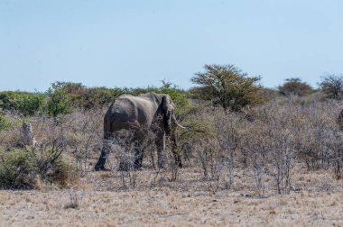 Afrika fili Loxodonta Afrikana- Namibya 'daki Etosha Ulusal Parkı' nın çalılarında geziniyor..