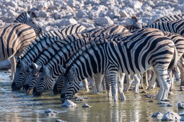 Bir grup Burchells Ovası zebra -Equus quagga Burchelli- Etosha Ulusal Parkı, Namibya 'daki bir su birikintisinden su içiyorlar..