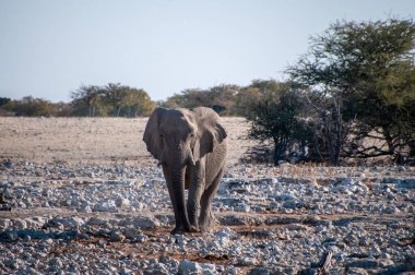 Dev bir Afrika fili Loxodonta Afrikana 'nın, Namibya' daki Etosha Ulusal Parkı 'nın ovalarında bir su birikintisine yaklaşırken çekilmiş telefon görüntüsü..